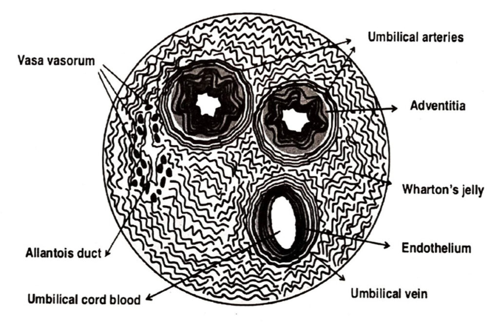cellule staminali