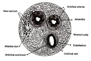 cellule staminali