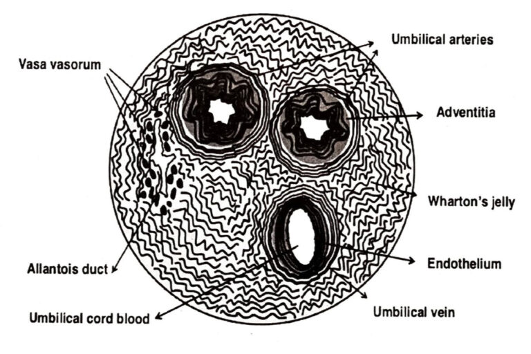 cellule staminali
