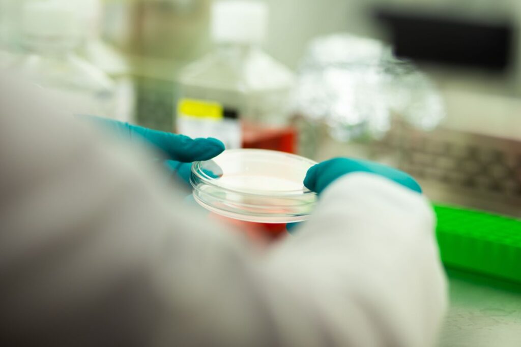 cellule staminali